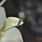 NZ praying mantis