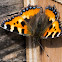 Small Tortoiseshell Butterfly