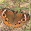 Common Buckeye