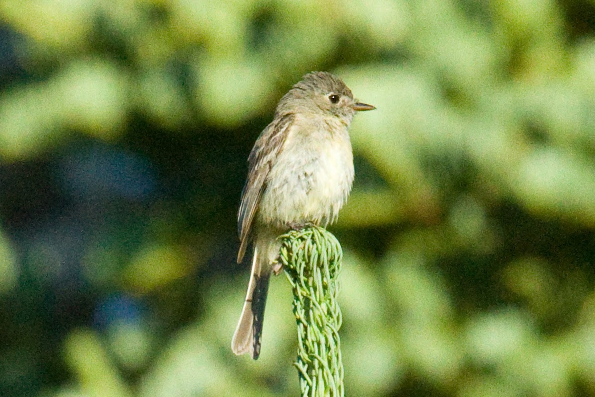 Dusky Flycatcher