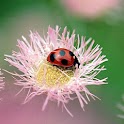 Nature Wallpapers Collection logo