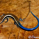 Blue Tail Lizard