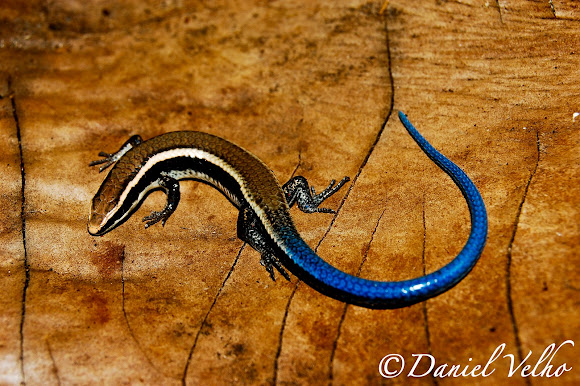 Blue Tail Lizard | Project Noah