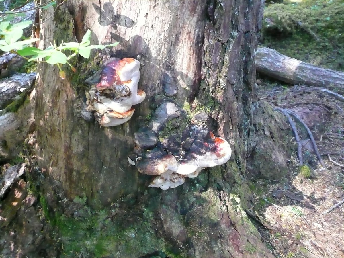 Shelf fungi