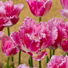 by Don Saddler - Flowers Flower Gardens