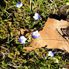 Persian speedwell