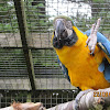 Blue-and-yellow Macaw 