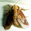 Mottled Cup Moth