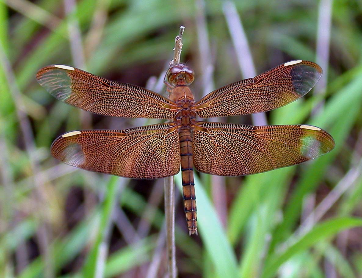 The Fulvous Forest Skimmer
