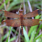 The Fulvous Forest Skimmer