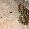 Gulf Coast Toad (male)