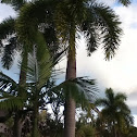 foxtail palm