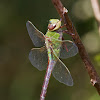 Common Green Darner dragonfly (female)