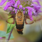 Snowberry clearwing