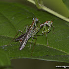 Hapalopeza praying mantis