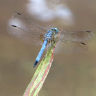 Blue dasher Dragonfly