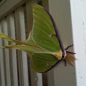 Luna Moth