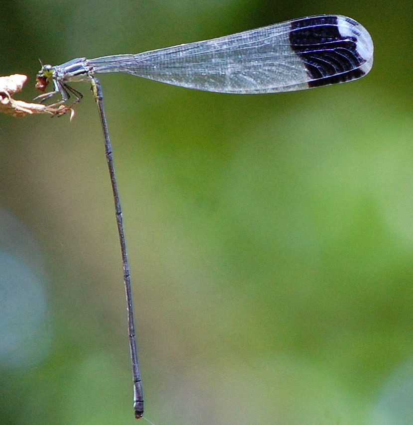 Helicopter dragonfly
