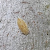 Brown Flat-headed Leafhopper