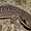 Ocellated Velvet Gecko