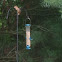 Eastern Chipmunk