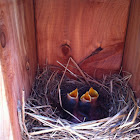 Eastern Bluebird