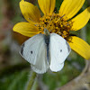 Cabbage White Butterfly (Male)