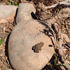 Arizona Toad