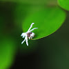Ricania speculum (廣翅蠟蟬~若蟲)