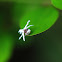 Ricania speculum (廣翅蠟蟬~若蟲)