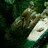 Barred-fin moray