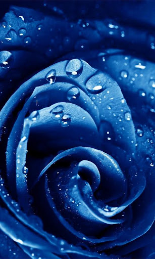 【免費漫畫App】Macro Rose Live Wallpaper-APP點子