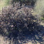 Staghorn cholla