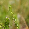 flatspine stickseed