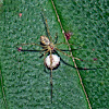 Theridiid spider
