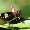Restricted Demon (Skipper Butterfly)