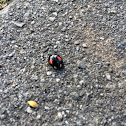 Harlequin Lady bird