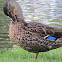 Mallard (Female)