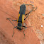 Colorado Mountains Soldier Beetle