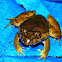 Fujian large-headed frog