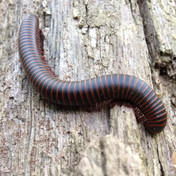 Worm Millipede | Project Noah