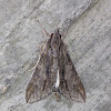 Royal Poinciana Moth
