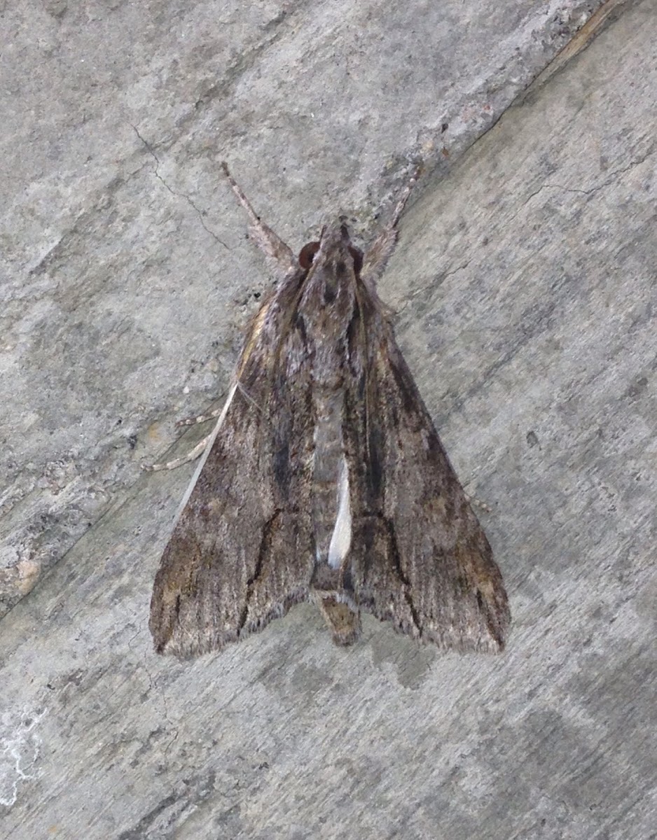 Royal Poinciana Moth