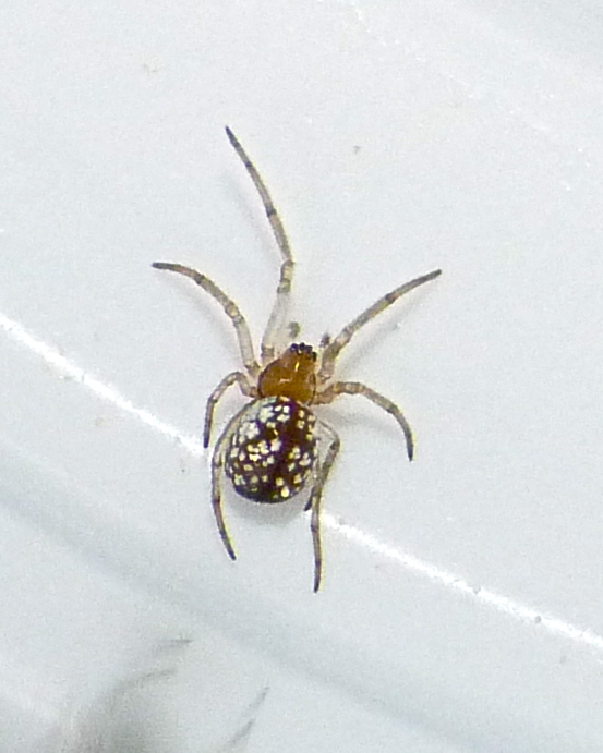 Sierra dome spider (juvenile)