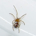 Sierra dome spider (juvenile)