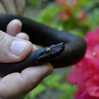 New Guinea boa, viper boa