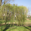 Weeping White Willow
