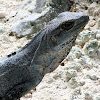 Mexican Spiny-tailed Iguana