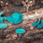 Green elfcup