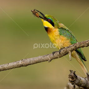 by RN Nobby Clarke - Animals Birds